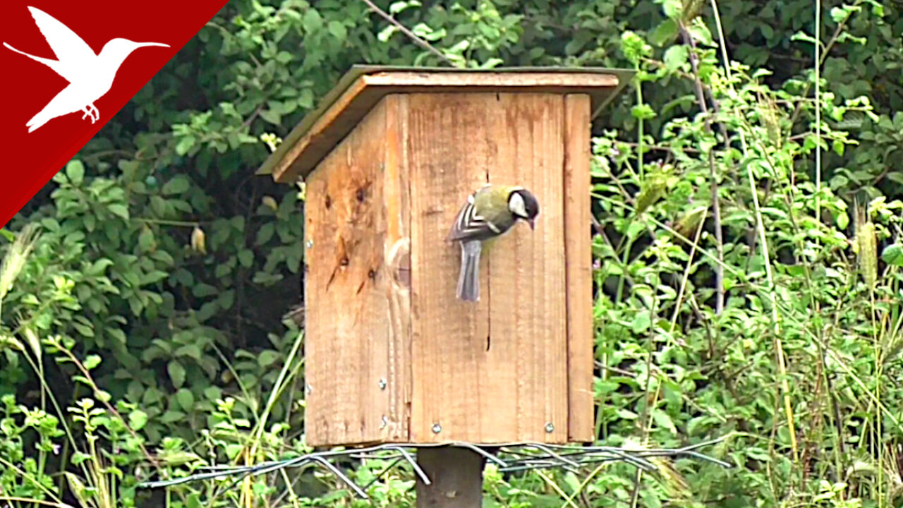 Great Tit Nesting - Parus Major in Wooden Nestbox