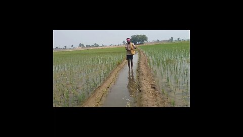 pr 131 ਝੋਨਾ