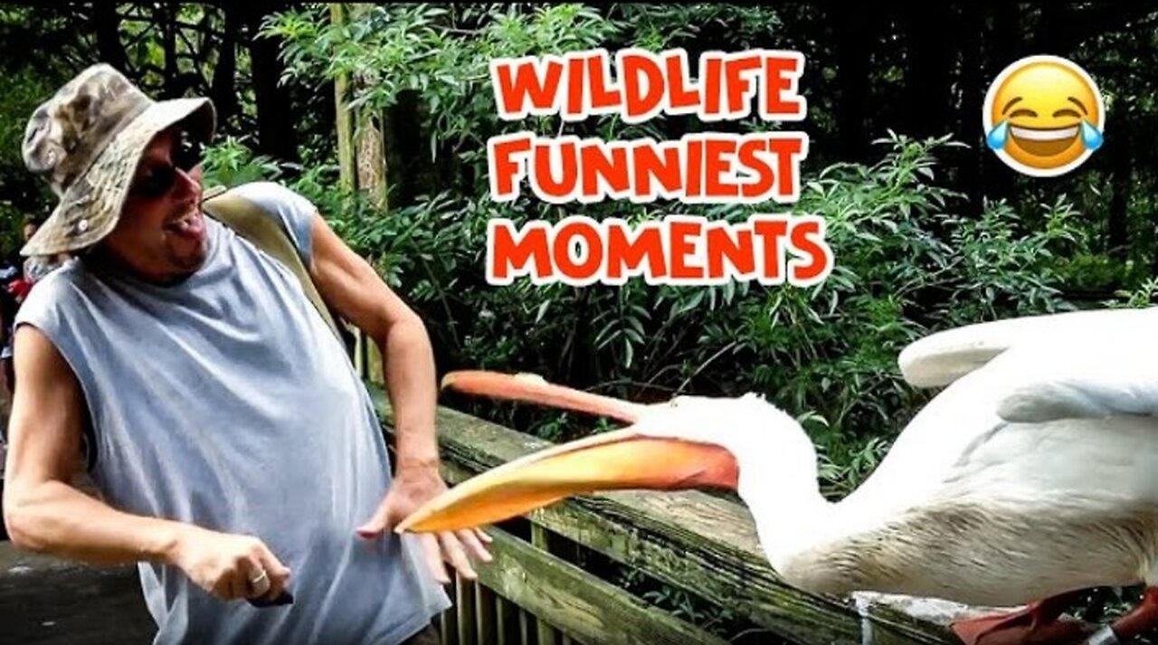 It's a jungle out of there funniest wildlife video