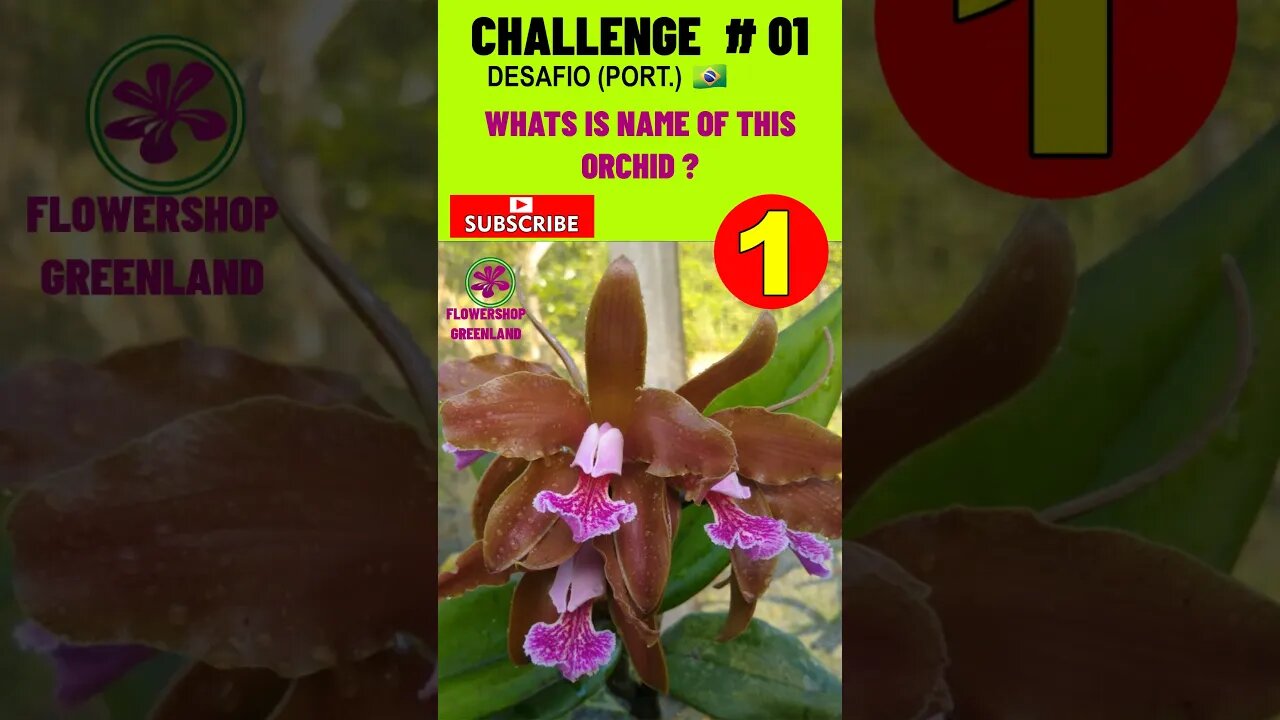 CHALLENGE # 01 |WHAT IS THE NAME OF THIS ORCHID? YOU WANT TO LEARN? #SHORT