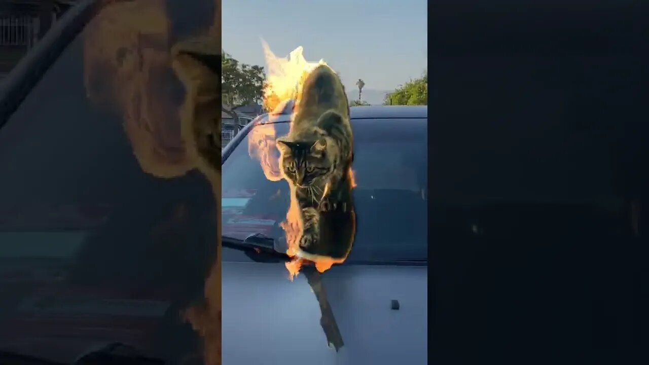 super cat on fire