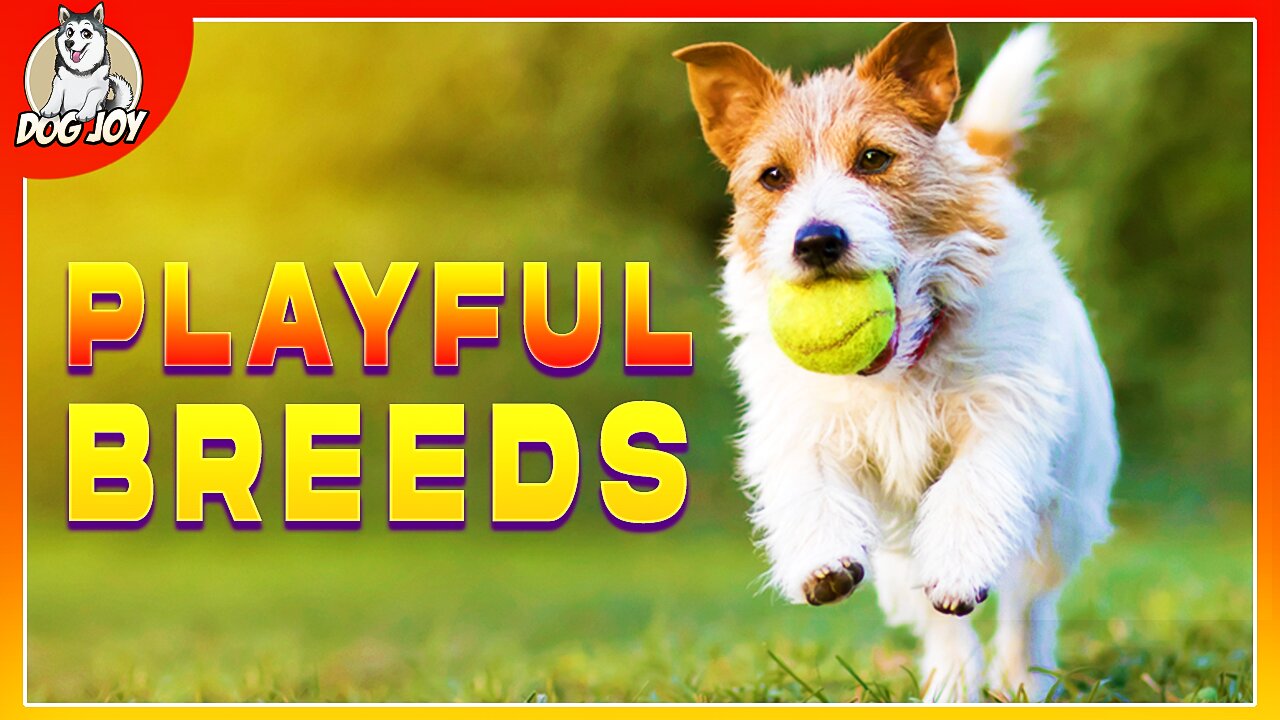 Most Playful Dog Breeds