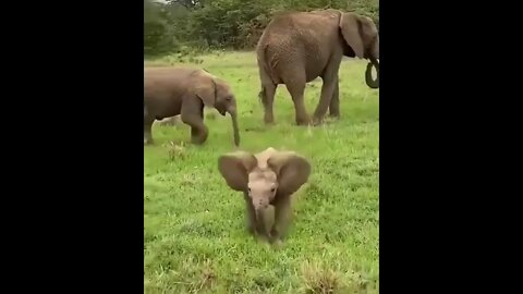 Baby Elephant recognises carer