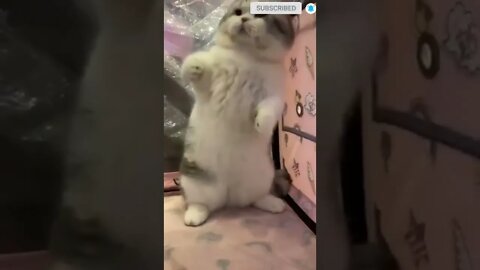 cute cat videos 😹 funny videos 😂 😺