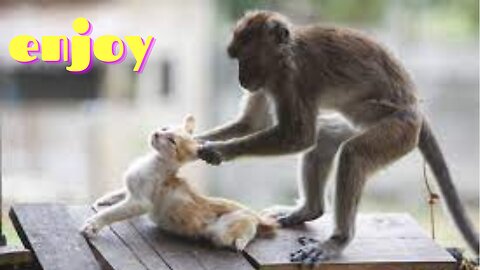 Monkey vs cat funny videos (fights)