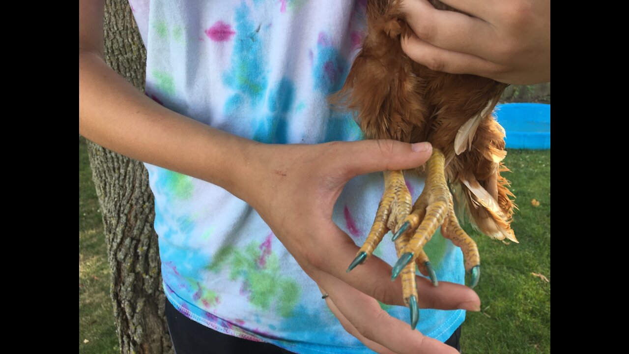 Adorable chicken has a spa day- includes getting her nails painted