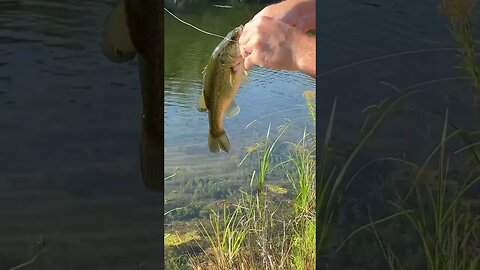 Bass love slurping the Dragon Slayer off the top. It is our favorite bait these hot summer months!