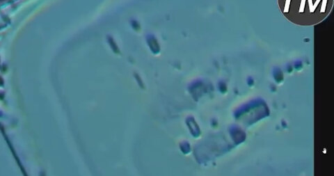 733. MICRO-ROUTER FOUND IN PFIZER VACCINE