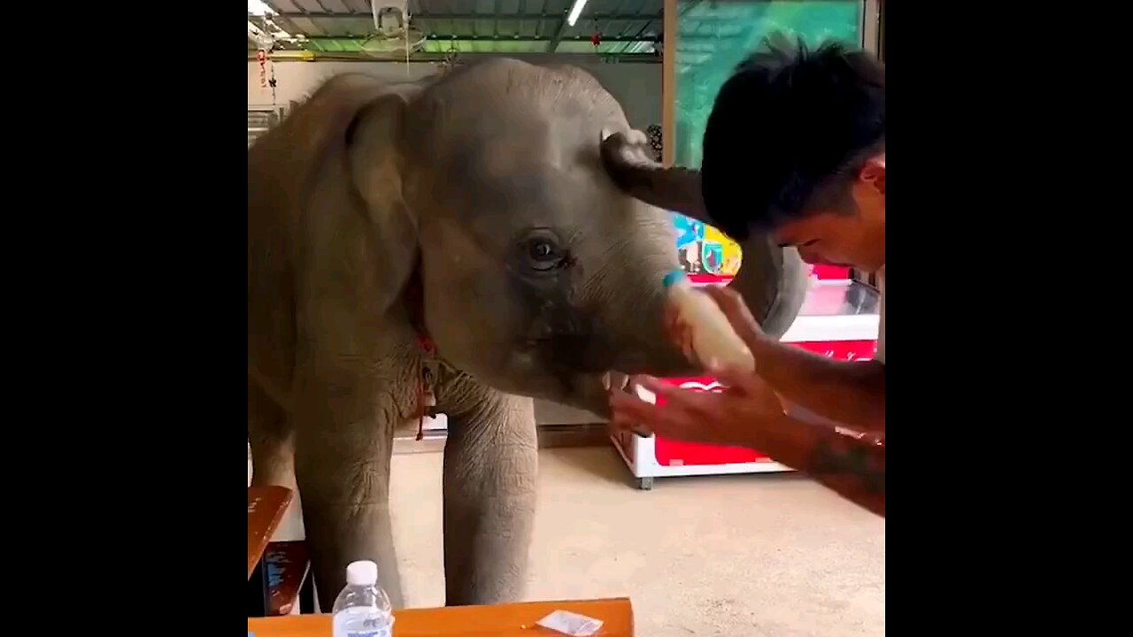 Hungry Elephant baby 🥰