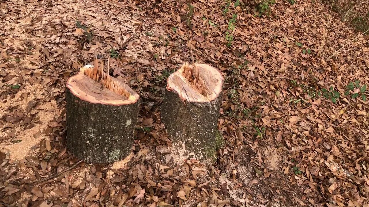 Huge pine tree comes down