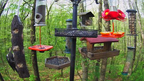 Male pileated woodpecker visit - with awesome wing stretch!