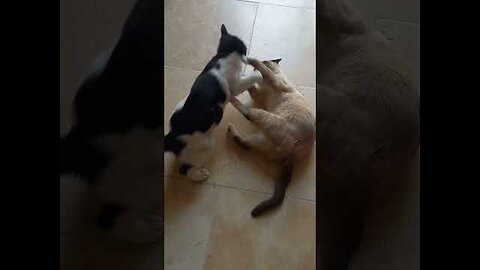 COBRA CAT PAROLE DE CHAT MEMES
