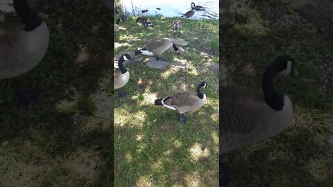 Feeding birds in Roslyn, Long Island.