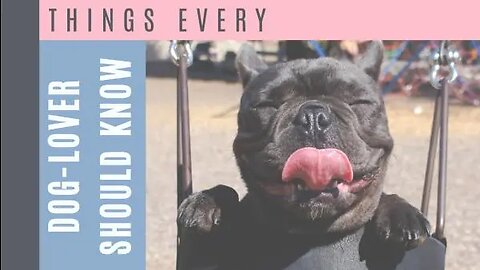 TRY NOT TO LAUGH/FUNNY PUPPY CLIPS