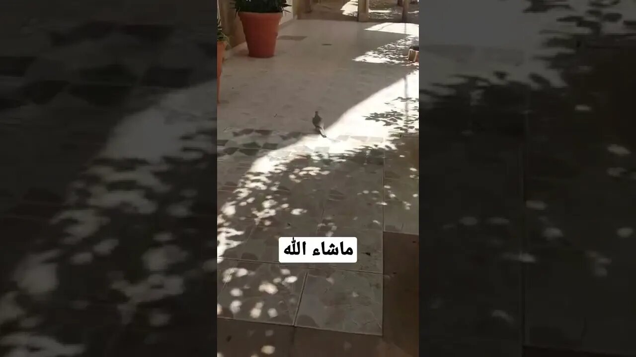 ماشاء الله