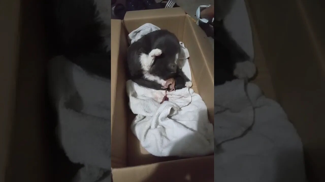 kitty contractions after two kittens. more to come. How wonderful are God's creations.