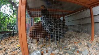 My Backyard Chickens - Episode 62