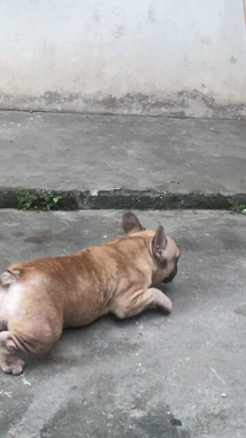 what is my puppy doing 🌞🌞