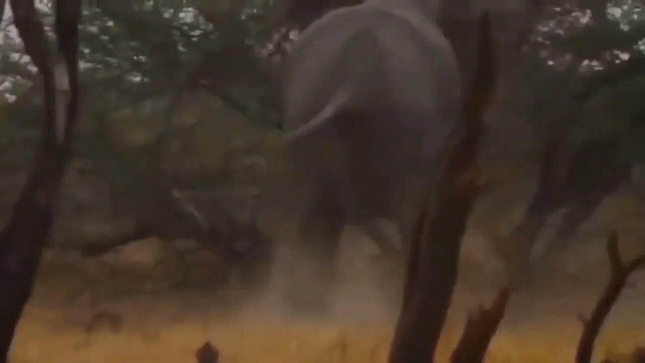 "Animal World 7" : The elephant beat up the lion and left the lion scarred