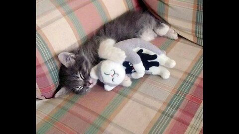 PROOF THAT CATS ARE THE BEST!!