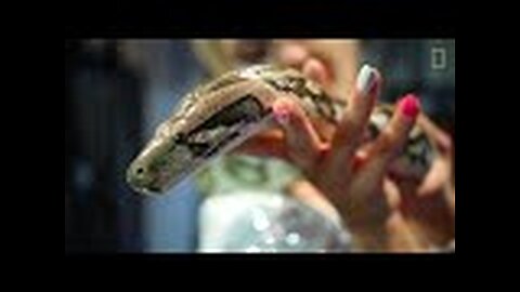 Pythons-National Geographic