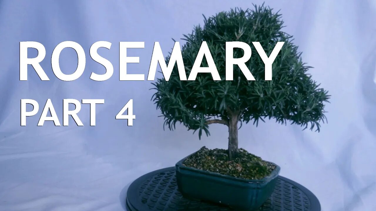 Rosemary Bonsai, from a cutting, 4