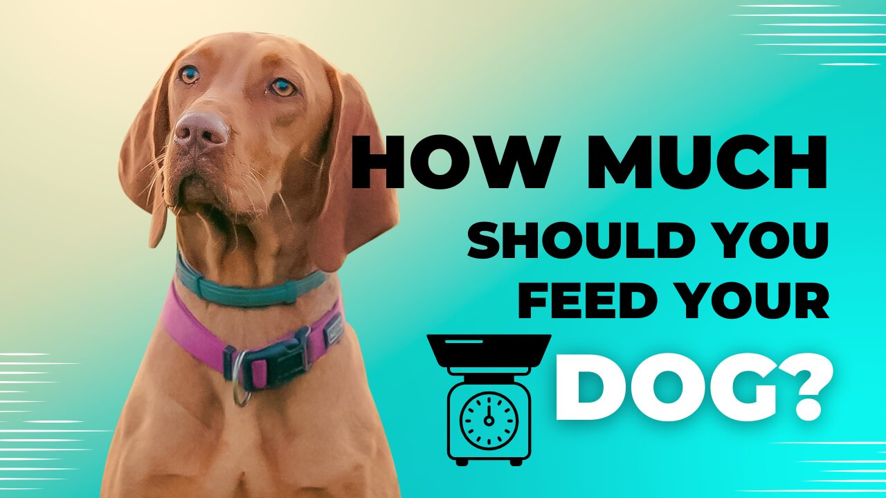 Healing Your Pet #3: How much should you feed your dog?