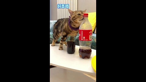 CAT DRINKING COCA-COLA 🤦🏻‍♀️😂