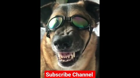 Awesome Funny Dog ... #shorts #youtube #fun