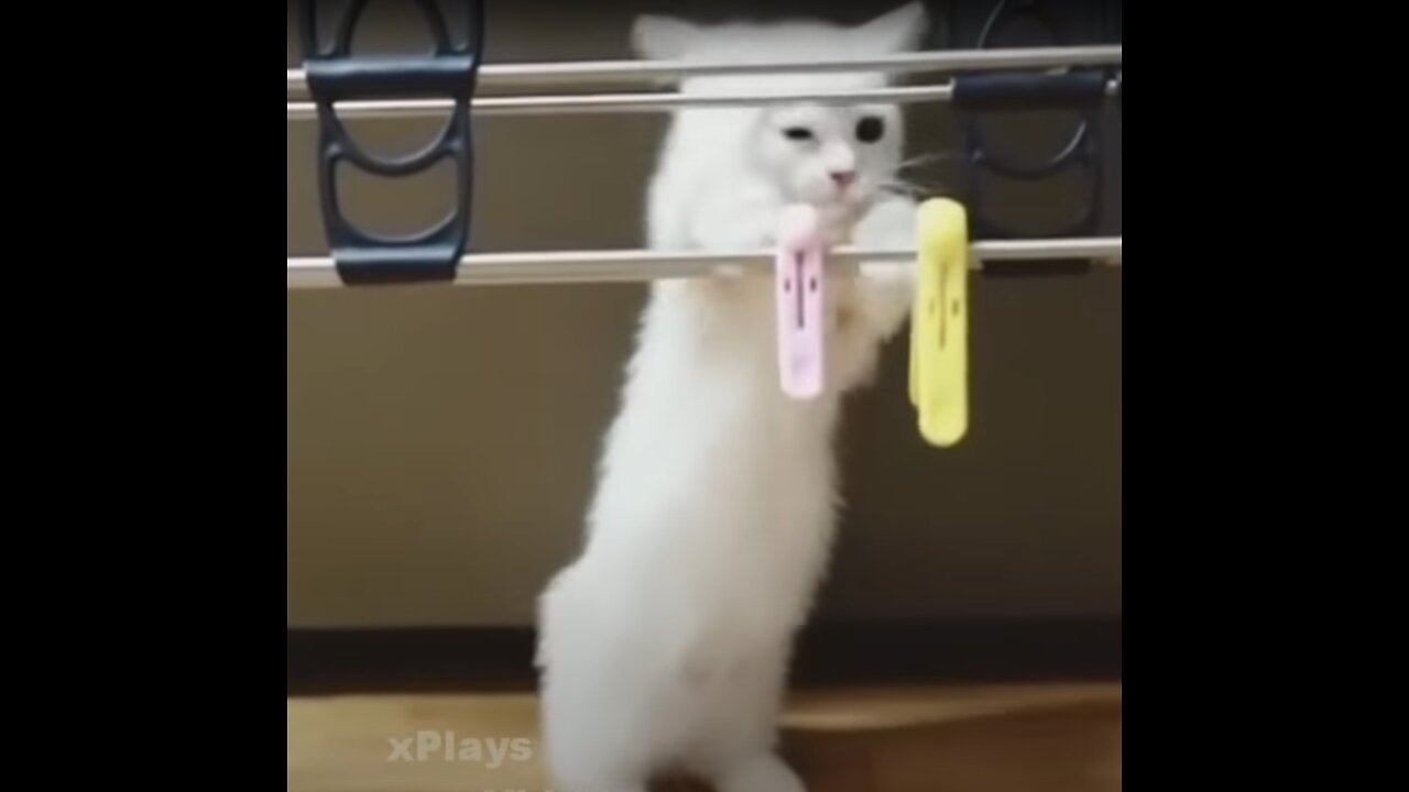 FunnY CatS CompilatioN | So Cute