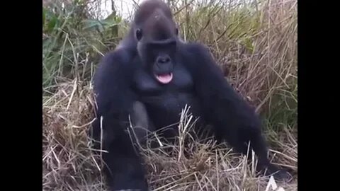 Gorilla falls asleep