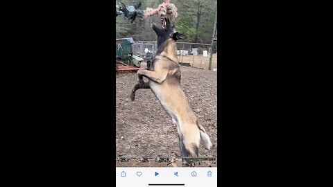 Cowboy getting in some bite work🐕