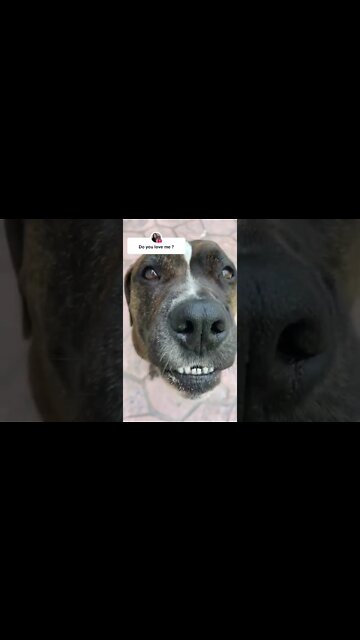 #shorts #2022 funny,prank,funjokes,dad jokes,funny memes,funny video,fun,laughing,funny animal,knock