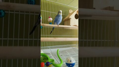 Telling My Budgie I Love You 💖 #youtubeshorts #animallover #shorts #funny #cute #birds