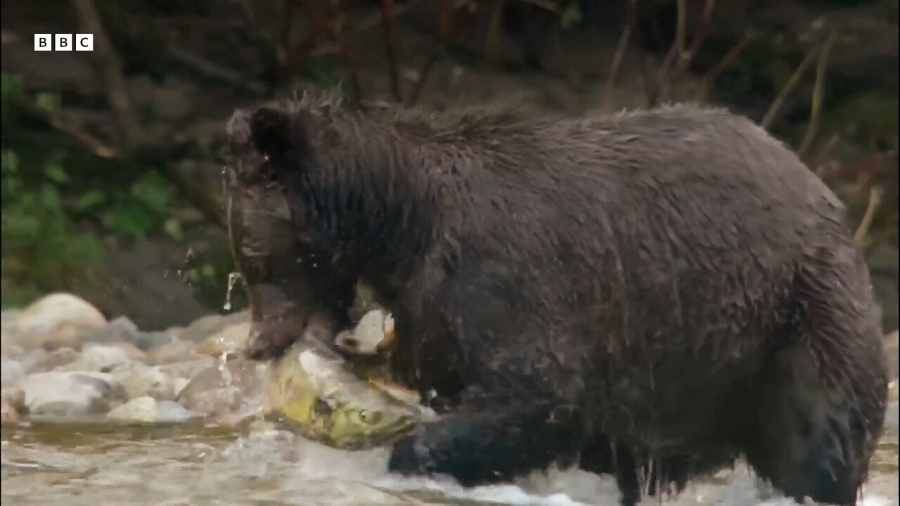 Grizzly Bear Hunts Salmon | How Nature Works | BBC 🌎🌍