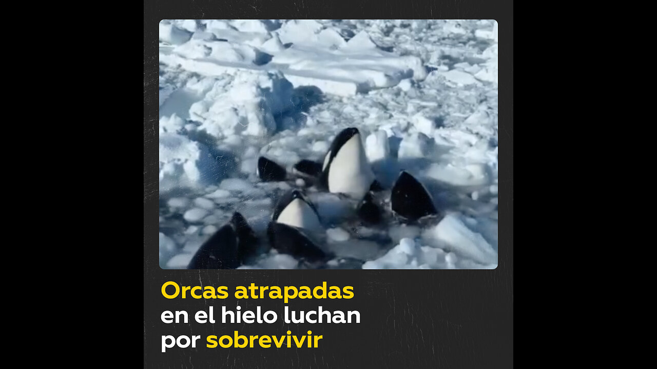 Orcas atrapadas en el hielo luchan por sobrevivir y el tiempo juega en contra