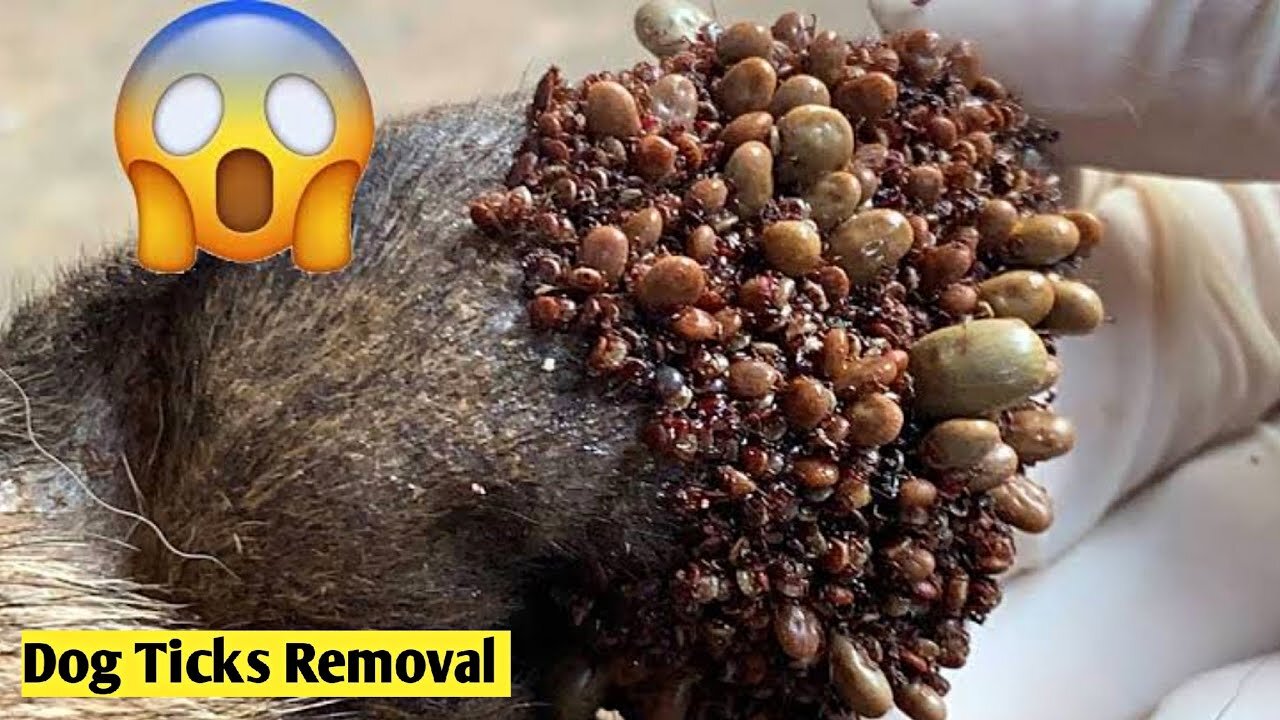 Removing Monster Tick From Street Dog Body | Dog Ticks Removal