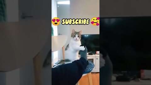 Funny cat attitude