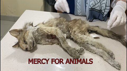 Showed mercy to a cat left to die in a dumpster.