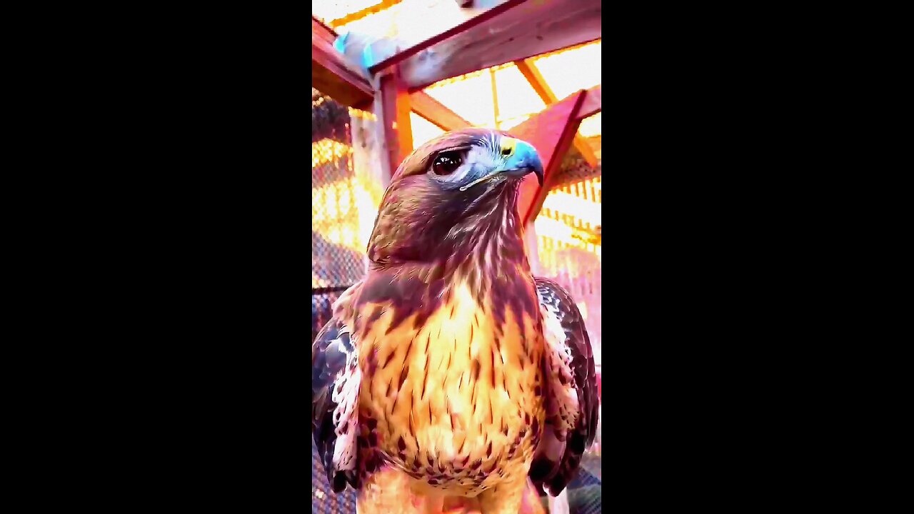 royal