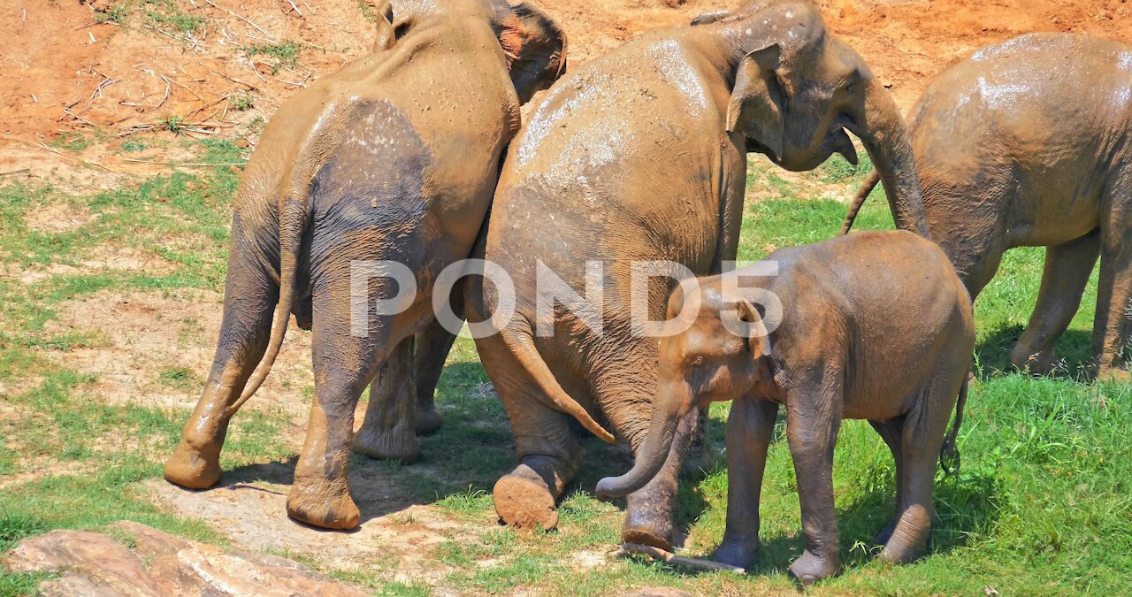 Cute Funny Elephants Rubbing Each Other In Comic Manner. Animals Relationship