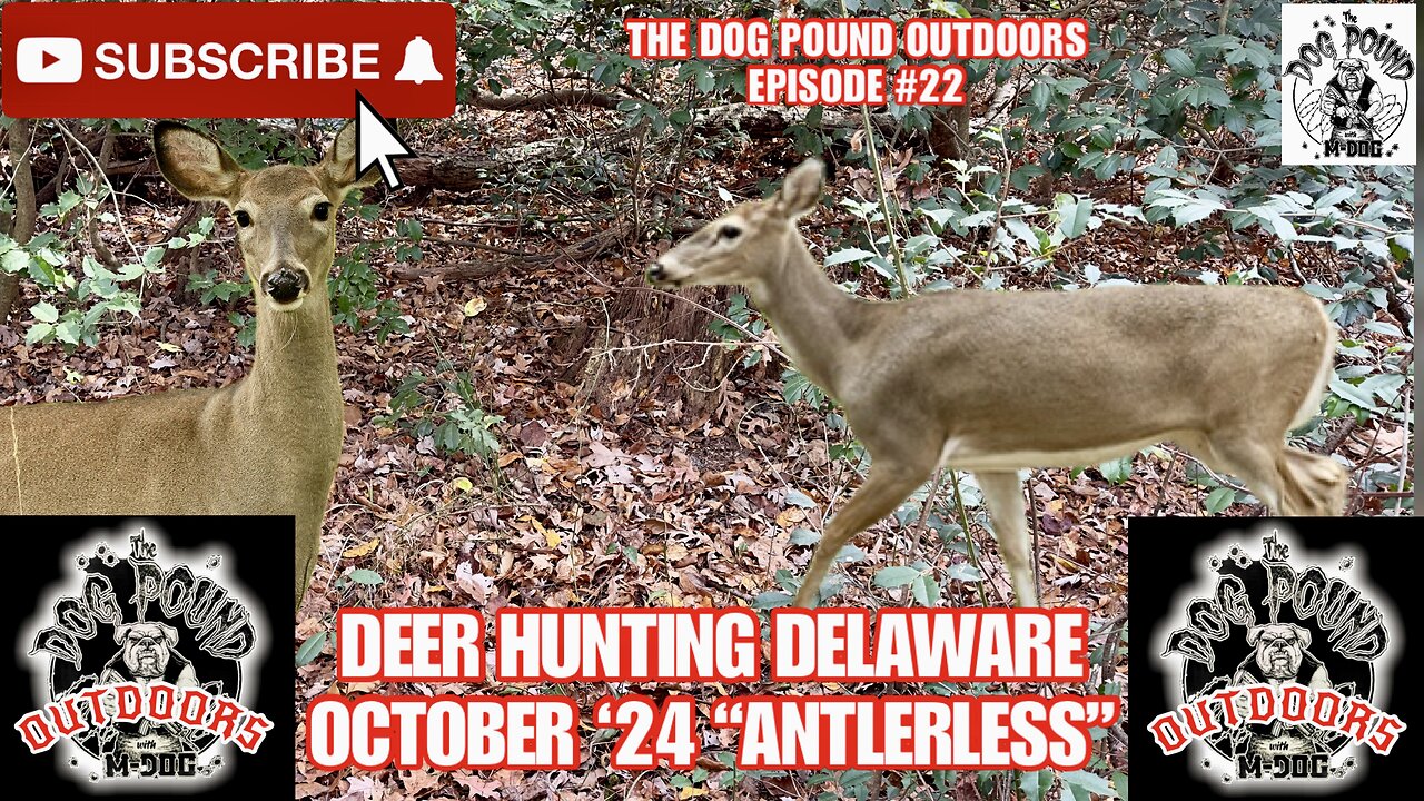 DEER HUNTING DELAWARE OCTOBER 2024! 3 DAY ANTLER-LESS FIREARMS SEASON!