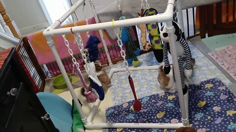 K Litter - Vaccine Day(2)