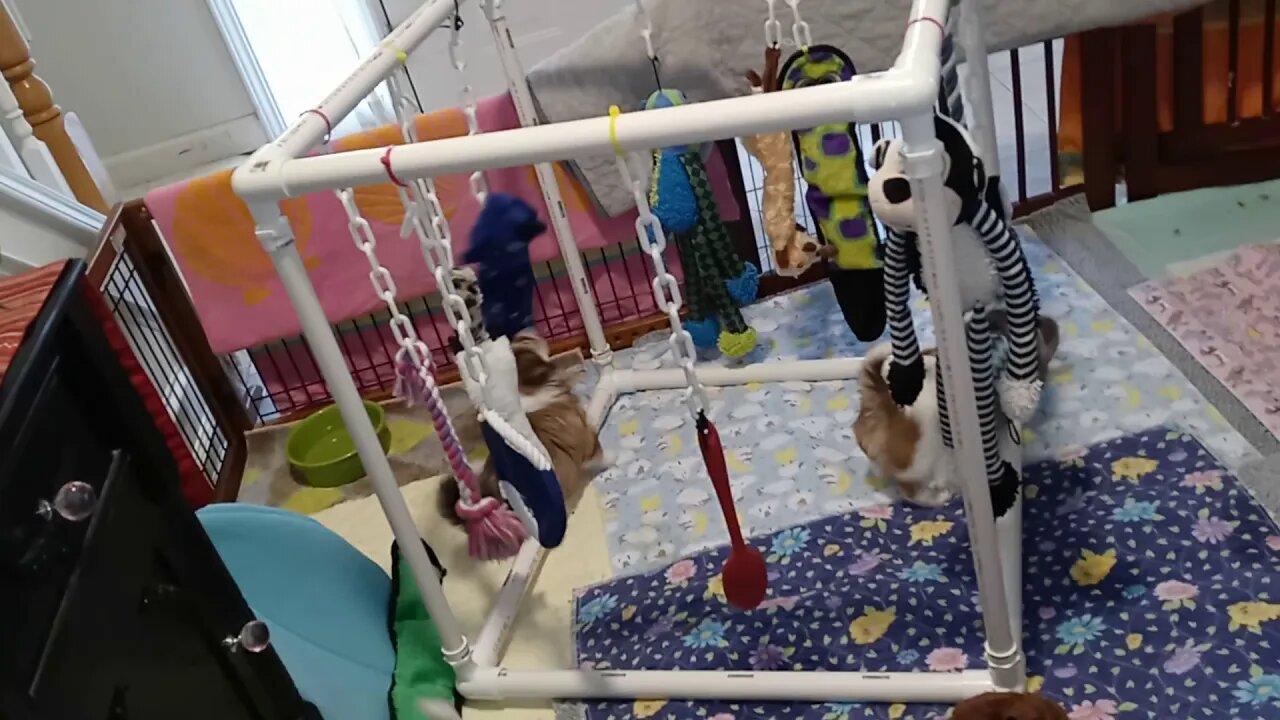 K Litter - Vaccine Day(2)