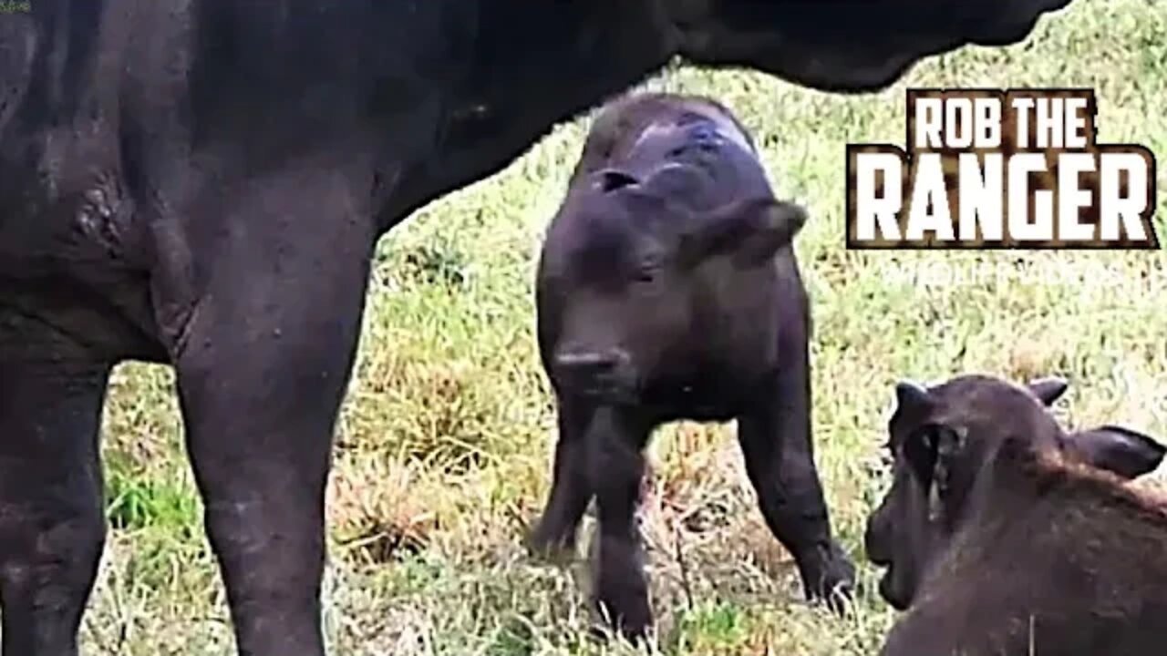 You Won't Believe What Happens To This Buffalo Calf!