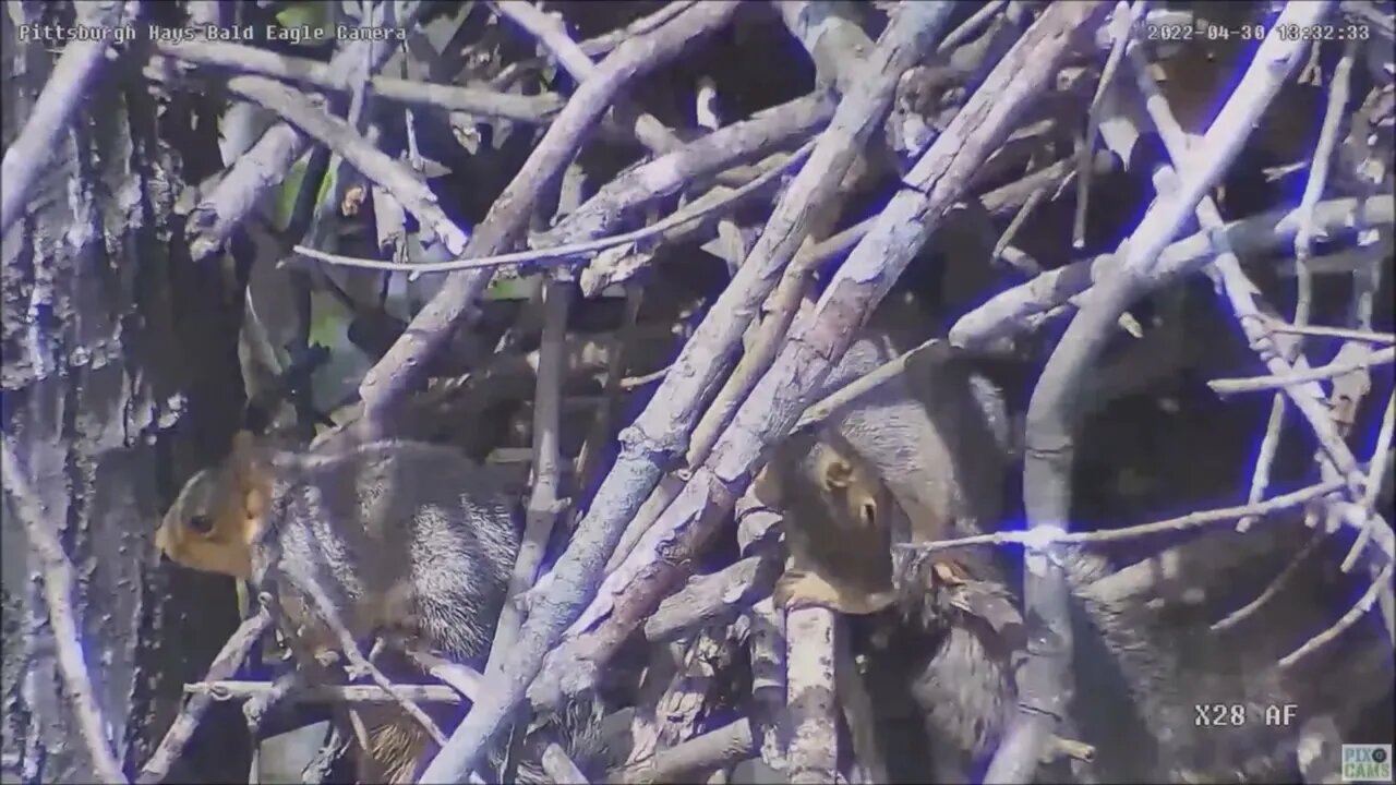 Hays Bald Eagles H16 H17 H18 Eaglets on the nest Squirrel Mom and 3 Kits below 43022