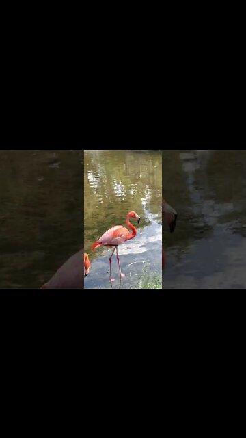Flamingos Chilling at the Zoo