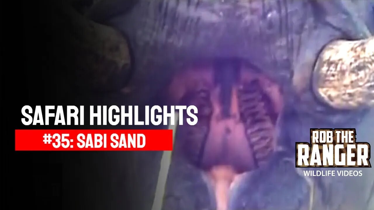 Safari Highlights #35: 15 - 20 March 2010 | Sabi Sand Nature Reserve | Latest Wildlife Sightings