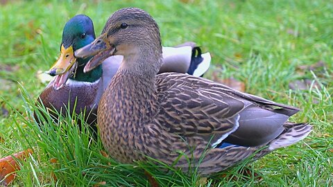 Quack! Mallard Ducks Couple Has a Grievance. Matriarch Hen is having none of it