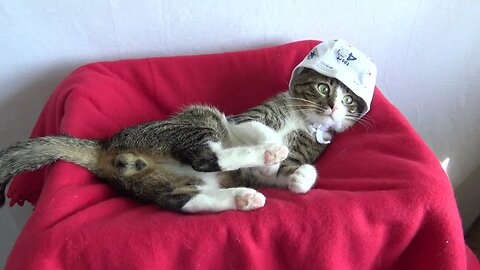 This Funny Cat Wears a Cap